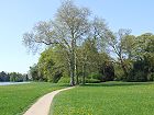 Bild: Baumgruppe im Park&nbsp;&ndash; Klick zum Vergr&ouml;&szlig;ern