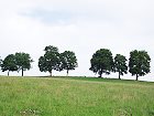 Bild: Baumreihe 01&nbsp;&ndash; Klick zum Vergr&ouml;&szlig;ern
