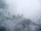 Bild: Nebelwald 02&nbsp;&ndash; Klick zum Vergr&ouml;&szlig;ern