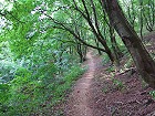 Bild: Waldweg 04&nbsp;&ndash; Klick zum Vergr&ouml;&szlig;ern