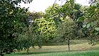 Bild: Wiese und B&auml;ume 01&nbsp;&ndash; Klick zum Vergr&ouml;&szlig;ern