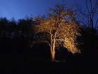 Bild: Baum bei Nacht&nbsp;&ndash; Klick zum Vergr&ouml;&szlig;ern