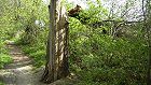 Bild: Baumstumpf im Sommer&nbsp;&ndash; Klick zum Vergr&ouml;&szlig;ern