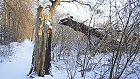 Bild: Baumstumpf im Winter&nbsp;&ndash; Klick zum Vergr&ouml;&szlig;ern