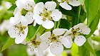 Bild: Kirschbl&uuml;ten 01&nbsp;&ndash; Klick zum Vergr&ouml;&szlig;ern