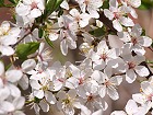 Bild: Kirschbl&uuml;ten 02&nbsp;&ndash; Klick zum Vergr&ouml;&szlig;ern