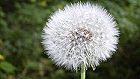 Bild: Pusteblume 01&nbsp;&ndash; Klick zum Vergr&ouml;&szlig;ern