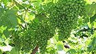Bild: Wein 1&nbsp;&ndash; Klick zum Vergr&ouml;&szlig;ern