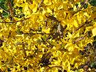 Bild: Forsythia&nbsp;&ndash; Klick zum Vergr&ouml;&szlig;ern