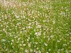 Bild: Pusteblume&nbsp;&ndash; Klick zum Vergr&ouml;&szlig;ern