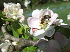 Bild: Biene in Bl&uuml;te 04&nbsp;&ndash; Klick zum Vergr&ouml;&szlig;ern