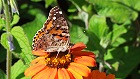 Bild: Schmetterling 07&nbsp;&ndash; Klick zum Vergr&ouml;&szlig;ern
