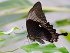 Bild: Schmetterling 08&nbsp;&ndash; Klick zum Vergr&ouml;&szlig;ern