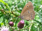 Bild: Schmetterling 14&nbsp;&ndash; Klick zum Vergr&ouml;&szlig;ern