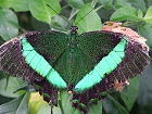 Bild: Schmetterling 14&nbsp;&ndash; Klick zum Vergr&ouml;&szlig;ern