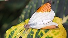Bild: Schmetterling 14&nbsp;&ndash; Klick zum Vergr&ouml;&szlig;ern