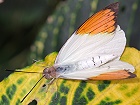 Bild: Schmetterling 14&nbsp;&ndash; Klick zum Vergr&ouml;&szlig;ern