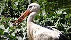 Bild: Storch 02&nbsp;&ndash; Klick zum Vergr&ouml;&szlig;ern
